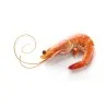 Crustacean/Mollusk